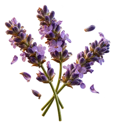 Lavender sprigs