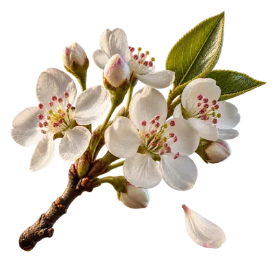 Pear blossom branch